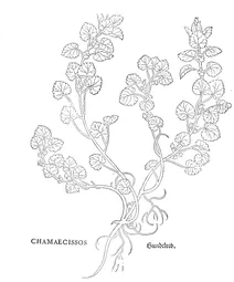 chamaecissos