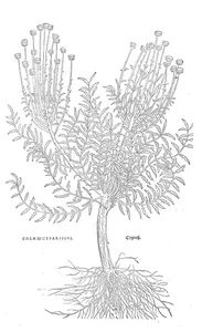 chamaecyparissus