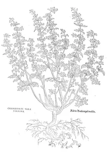 Чамедріс справжній (жіночий)