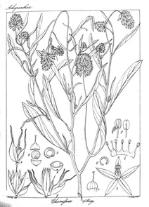 Chamifsoa albida