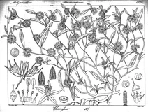 Chamifsoa aspera