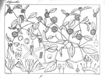 Chamifsoa dichotoma