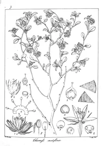 Chamifsoa nodiflora