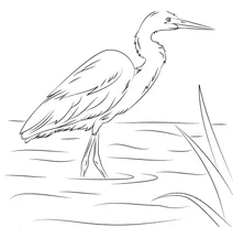 Чапля біла середня (egretta intermedia)