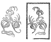 Часник, 1497-1500