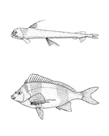 Chauliodus sloani (гадюча риба слоана), pseudogoniistius nigripes (сорочий окунь)