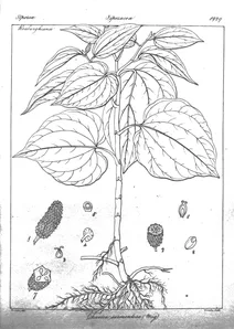 Chavica sarmentosa