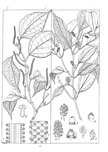 Chavica spharostachya