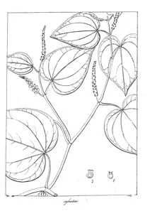 Chavica sylvatica