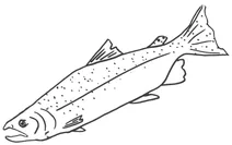Чавича (chinook)