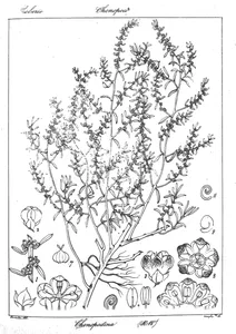 Chenopodina indica