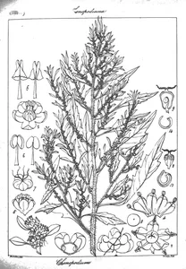Chenopodium ambrosioides