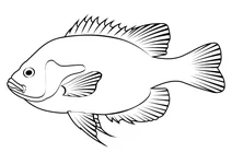 Червлогруда сонячна рибка (lepomis auritus)