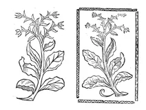 Червона капуста, 1497-1500