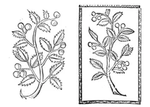 Червона вишня, 1497-1500