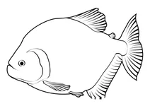 Червоноглазий піранья (serrasalmus rhombeus)