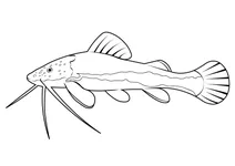 Червонохвостий сом (phractocephalus hemioliopterus)