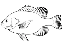 Червоновушний сонячник (lepomis microlophus)