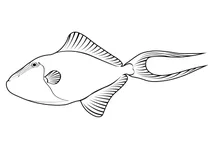 Червонозубий тригер (odonus niger)
