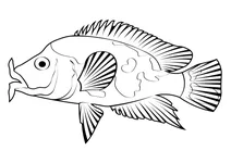 Червоний диявол ціхліда (amphilophus labiatus)