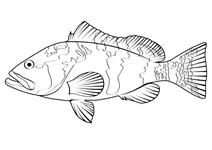Червоний групер (epinephelus morio)