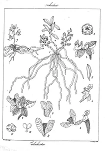 Chiloschista usneoides