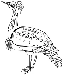 Chlamydotis undulata