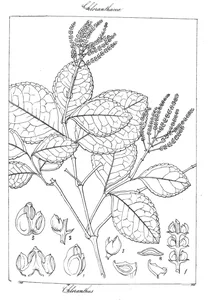 Chloranthus indicus