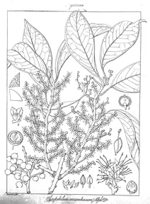 Choripetalum aurantiacum