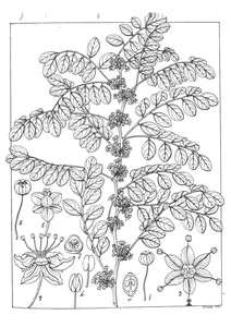 Chorisandra pinnata