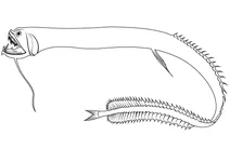 Чорна драконова риба (idiacanthus atlanticus)