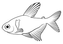 Чорна фантомна тетра (hyphessobrycon megalopterus)