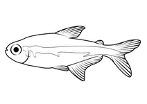 Чорна неонова тетра (hyphessobrycon herbertaxelrodi)