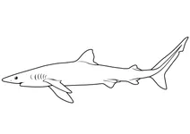 Чорноносна акула (carcharhinus acronotus)