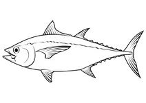 Чорноплавцевий тунець (thunnus atlanticus)