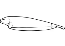 Чорний ніж (apteronotus albifrons)