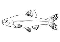 Чорний товстоголов (pimephales promelas)