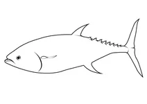 Чорний тунець (thunnus orientalis)