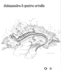 Чотирипала саламандра