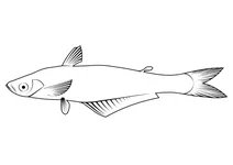 Чотирипалий тредфін (eleutheronema tetradactylum)