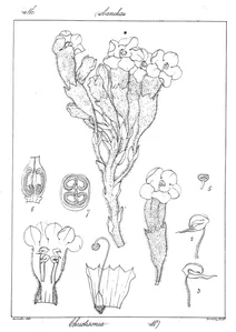 Christisonia aurantiaca