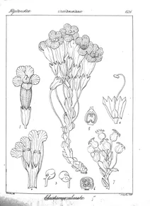 Christisonia calcarata