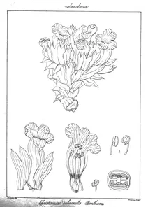 Christisonia subacaulis