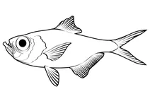 Чудовий альфонсіно (beryx splendens)