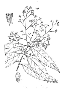 Cinnamomum oliveri
