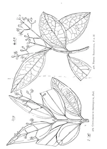 Cinnamomum propinquum і persea baileyana