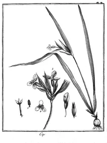 Cipura paludosa aublet, 1775