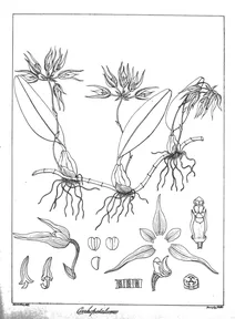 Cirrhopetalum albidum