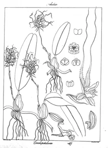 Cirrhopetalum caudatum
