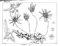 Cirrhopetalum fimbriatum
